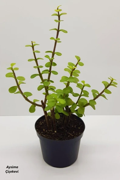 Bonsai Yeşim Ağacı Portulacaria Afra Sukulent 10cm Saksıda Uzunluk 30-35 Cm Arasıdır ürün görseli 1