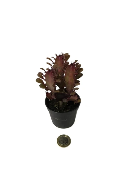 Euphorbia Trigona 'rubra' - Kaktüs - Resim 2