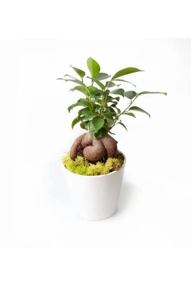 Ficus Bonsai Seramik Saksı da.... ürün görseli 1