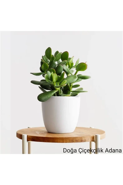 Para Çiçeği Bonsai Bereket Ağacı Crassula Ovata 01 ürün görseli 1