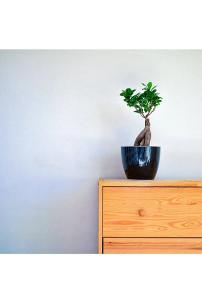 Bonsai Ficus Ginseng (dekoratif Saksı ) ürün görseli 1