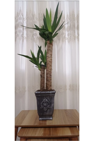 Yucca Dekoratif Beton Saksıda Çift Köklü 70-80 cm ürün görseli 1