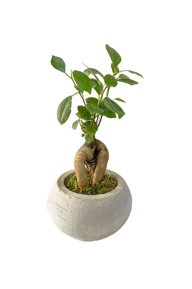 Beton Uranüs Saksıda Mini Ficus Ginseng Bonsai ürün görseli 1