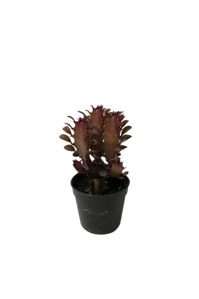 Euphorbia Trigona 'rubra' - Kaktüs ürün görseli 1