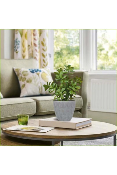 Para Ağacı Bereket, Iyi Şans Ve Para Çiçeği Crassula Ovata Doğal Dekoratif Saksıda ürün görseli 1