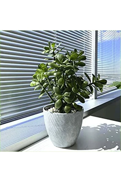 Yetişkin Para Ağacı Bereket Iyi Şans Ve Para Çiçeği Crassula Ovata Doğal Beton Saksıda ürün görseli 1