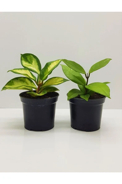 Mum Çiçeği Fidesi 2 Adet, 1adet Hoya Carnosa, 1adet Hoya Carnosa Tricolor ürün görseli 1