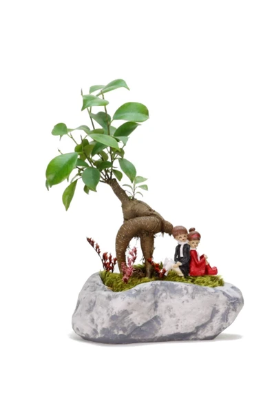 Pisagor Mini Ficus Bonsai Ve Sırt Sırta Sevgililer ürün görseli 1