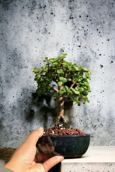Bonsai para ağacı dekoratif saksıda - Resim 2