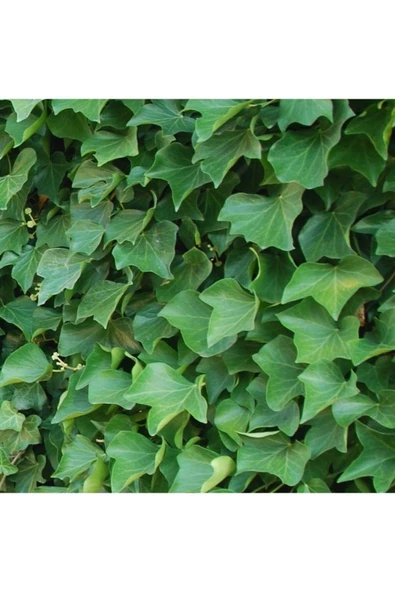 2'li Duvar Sarmaşığı (Hedera helix) ? ürün görseli 1