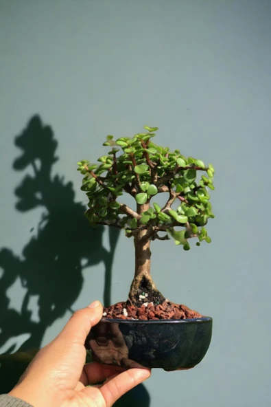 Bonsai para ağacı dekoratif saksıda - Resim 3
