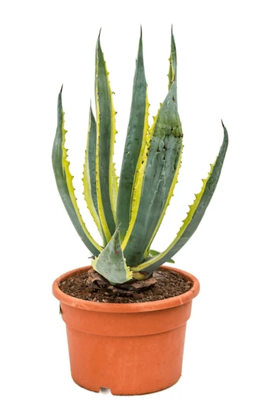 Agave Lopantha + Hediye Kaktüs ürün görseli 1