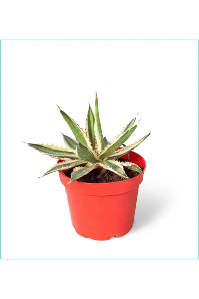 Alacalı Agave 8.5 Saksılı Nmsn ürün görseli 1