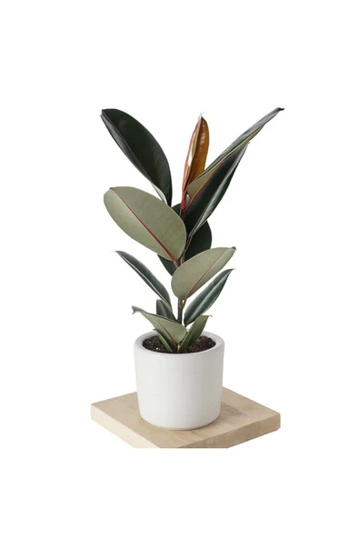 Özel Beyaz Saksıda Ficus Elastica Large ürün görseli 1