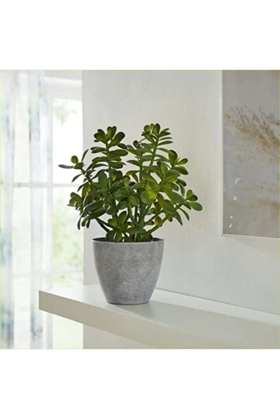 Yetişkin Para Ağacı Bereket Iyi Şans Ve Para Çiçeği Crassula Ovata Doğal Beton Saksıda ürün görseli 1
