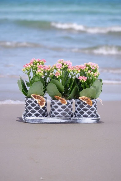 Dekoratif Taş saksılarda kalanşo bitkileri kalanchoe 001lp ürün görseli 1