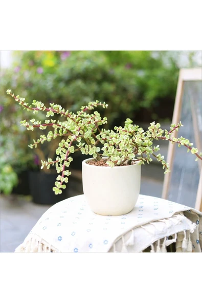 Hediyelik Dekoratif Saksıda Para Ağacı Bereket Ağacı Afra Bonsai ürün görseli 1
