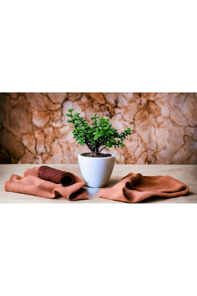 Şans Getiren Bonsai Ağacı Afra Para Bitkisi ürün görseli 1