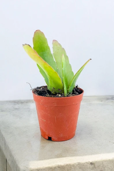 Rhipsalis ramulosa 'Red Coral' Fidesi (Itır gül damlası Hediyesi ile) 01 ürün görseli 1
