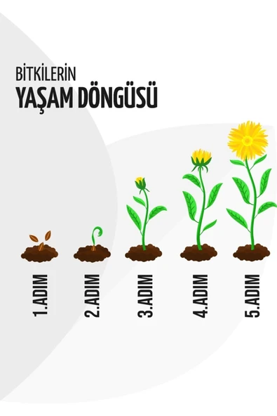 30 Adet Şeker Begonya Fidesi 5cm-15cm - Resim 5