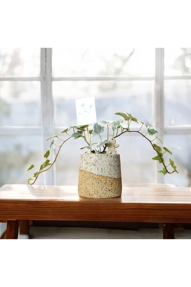 Stoneware Seramik Saksıda Alacalı Hedera Sarmaşığı - Resim 5