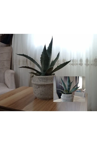 Dekoratif Saksıda Agave Americana ürün görseli 1