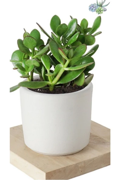 2 Adet Crassula Ovata Şans Para Çiçeği Şık Dekoratif Saksıda ürün görseli 1