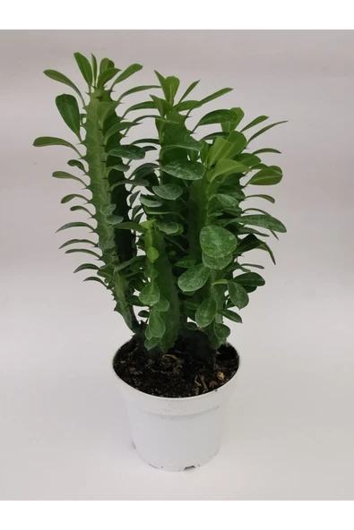 Euphorbia Trigona Yeşil ürün görseli 1