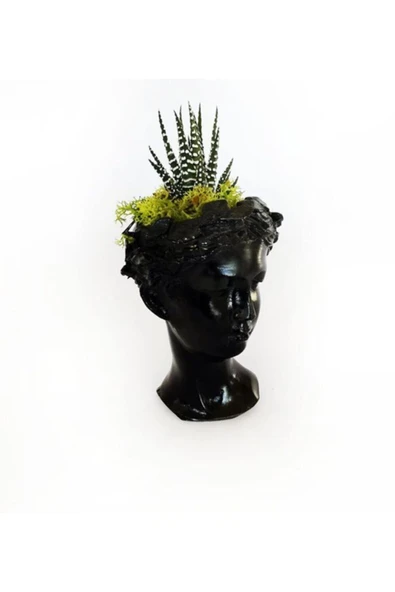 Atena Serisi Haworthia - Resim 2