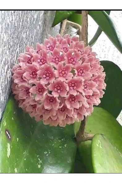 Toz Pembe Renkli Mum Çiçeği Fidanı - Resim 3