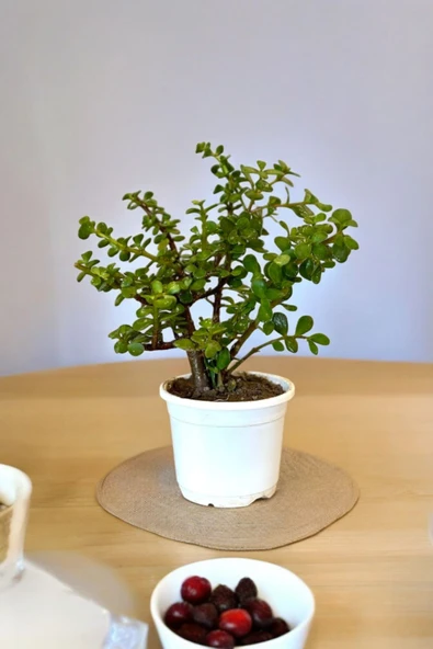 Orta Boy Para Bonsai Para Çiçeği 12 cm saksıda ürün görseli 1