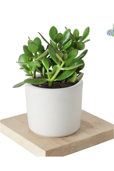 Crassula Ovata Şans Para Çiçeği Şık Dekoratif Saksıda ürün görseli 1