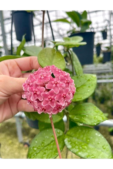 Pembe renk çiçek açan mum çiçeği fidanı ürün görseli 1