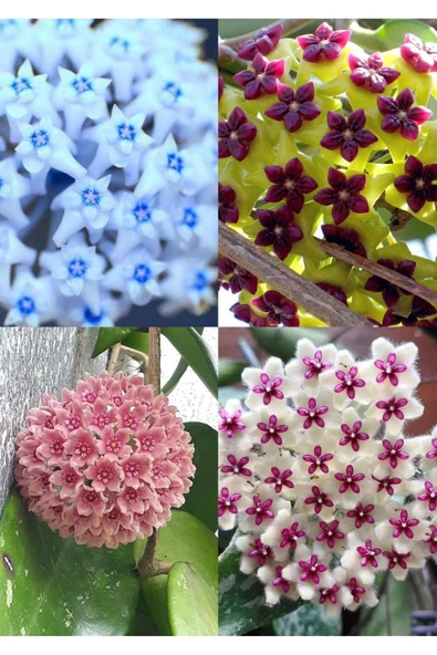 4 renk mum çiçeği (mavi-beyaz, bordo-sarı, pembe, kırmızı-beyaz ürün görseli 1
