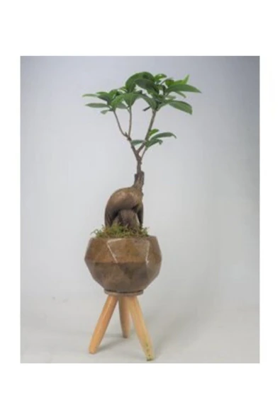 Ficus Ginseng Bonsai & Odunsu Remz Ayaklı Beton Saksıda Hediyelik Canlı Çiçek ürün görseli 1