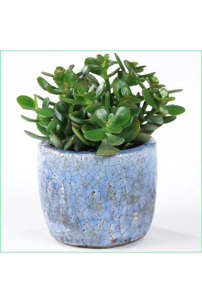 Yetişkin Para Ağacı Bereket Iyi Şans Ve Para Çiçeği Crassula Ovata Özel Beton Saksıda ürün görseli 1