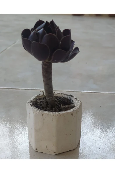 Taş Saksılarda 3'lü Sukulent Seti ürün görseli 1