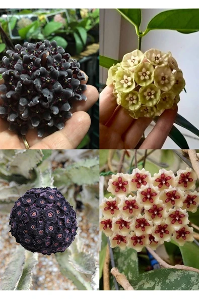 4 çeşit mum çiçeği (siyah, lacivert, sarı, kurmızı-beyaz) ürün görseli 1