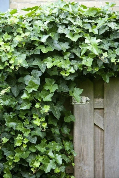 2'li Duvar Sarmaşığı (Hedera helix) ? - Resim 2