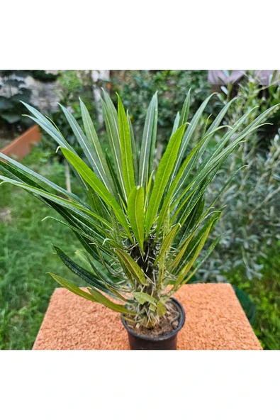 Madagaskar Palmiyesi 20 cm 12 lik Saksıda - Resim 4