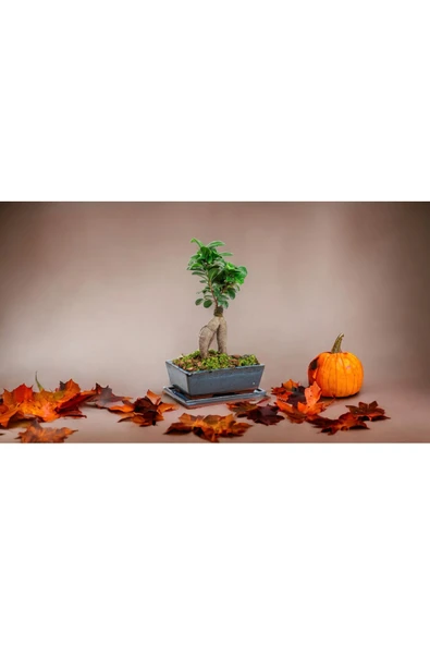 Muhteşem doğum günü hediyesi Bonsai - Resim 4