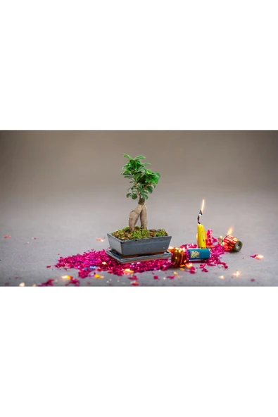 Doğum günlerine özel saksıda bonsai ürün görseli 1