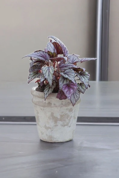 Rex Begonya Dekoratif Orkide Saksısında Begonia 01zaur ürün görseli 1