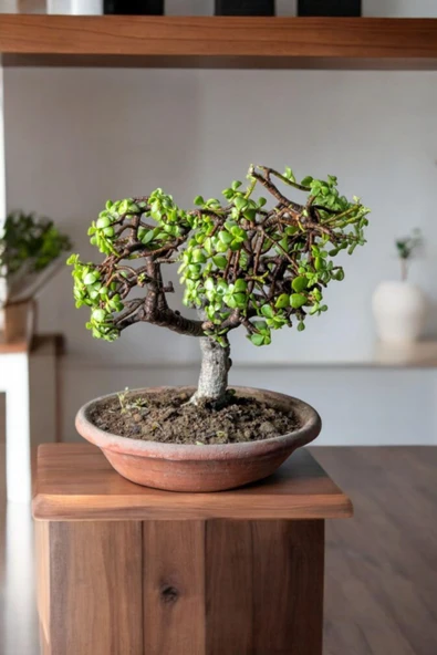 Afra Bonsai Terakota Saksıda  12 Yaş Şans Para Ağacı ürün görseli 1