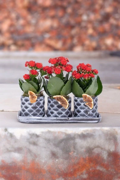 Dekoratif Taş saksılarda kalanşo bitkileri kalanchoe kzl ürün görseli 1