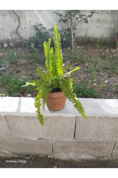 Aşk Merdiveni Çiçek ürün görseli 1