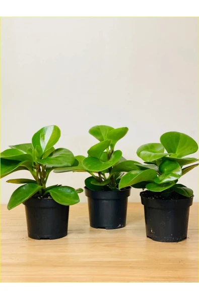 3 Adet Peperomia Umut Bitkisi Peperomya ürün görseli 1