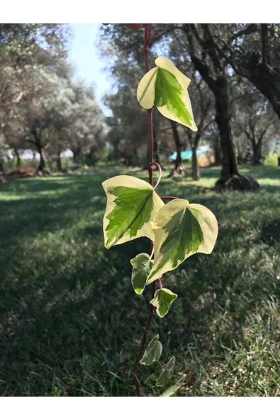 Hedera Sarmaşık Alacalı Yaprak ürün görseli 1