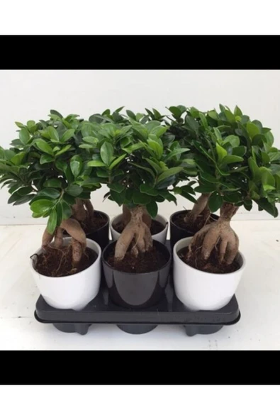 Hediyelik Bonsai Ficus Microcarpa ürün görseli 1
