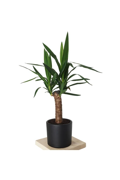 yucca ürün görseli 1